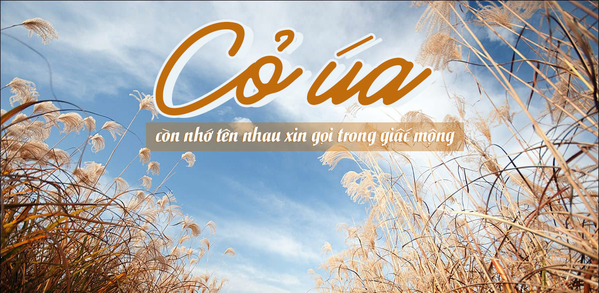 Lời Bài Hát Cỏ Úa Chuẩn Nhất 2026 | Lyrics Đầy Đủ